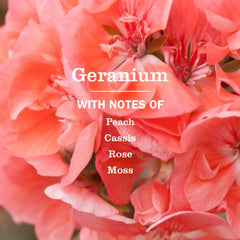 Geranium Multi-Surface Concentrate