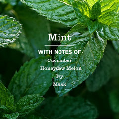 Mint Dish Soap