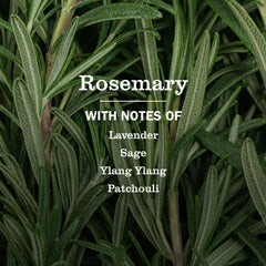 Rosemary Multi-Surface Everyday Cleaner